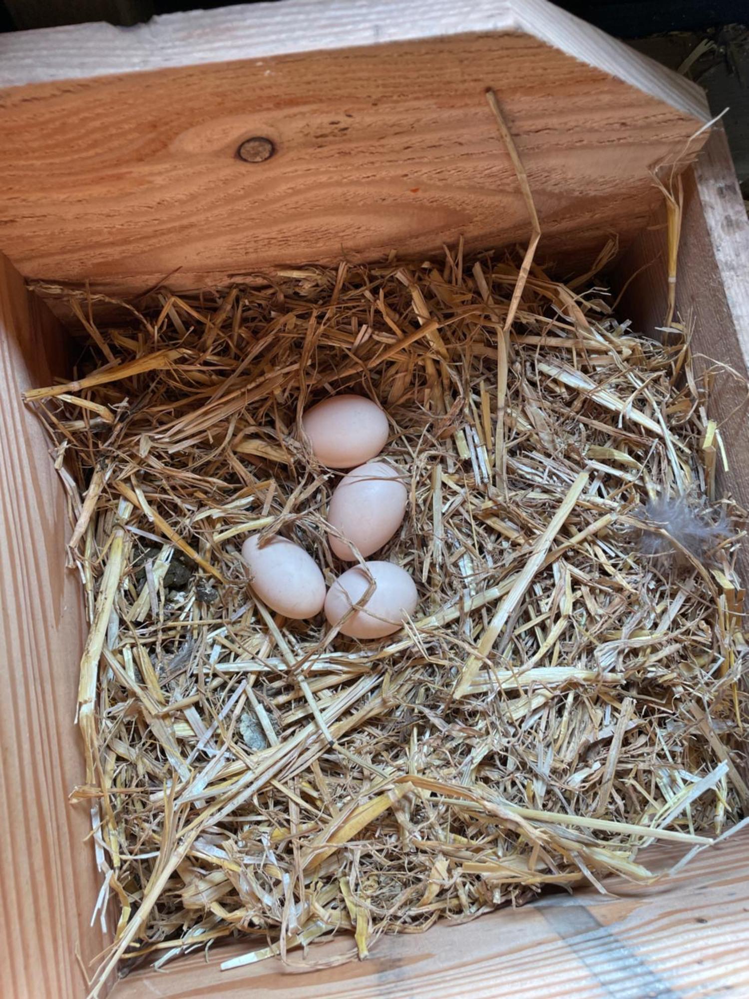 Appartement De Dageraad In Monumentale Boerderij Kimswerd Dış mekan fotoğraf